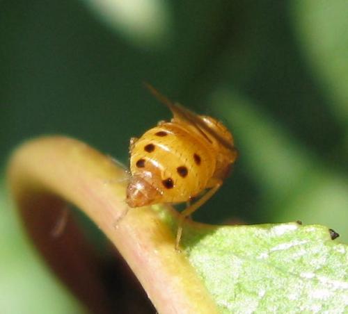 Sapromyza sexpunctata