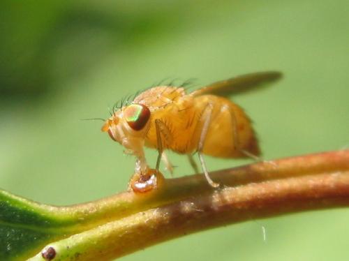Sapromyza sexpunctata