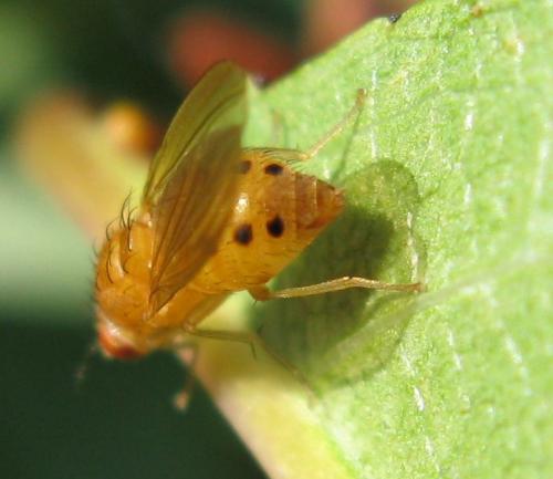 Réf. 62 799 : Sapromyza sexpunctata