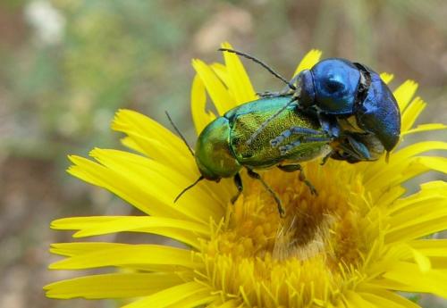 Cryptocephalus sp.