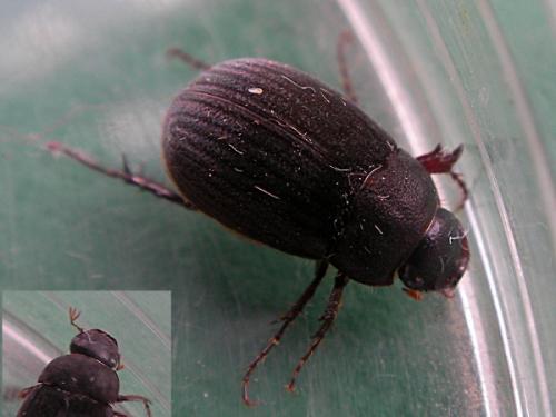 Réf. 62 854 : Maladera holosericea