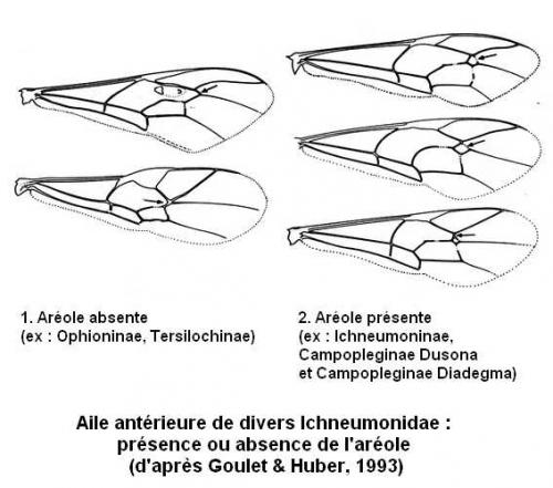 Indéterminé