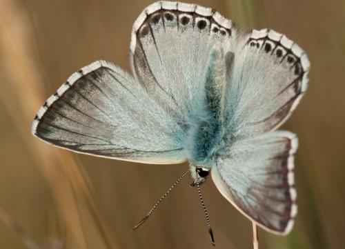 Polyommatus hispana