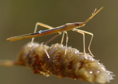 Chorosoma schillingii