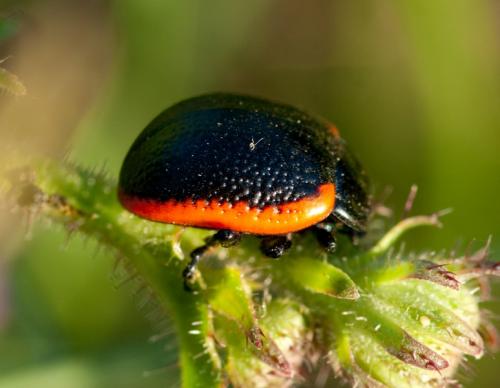 Réf. 62 532 : Chrysolina sanguinolenta