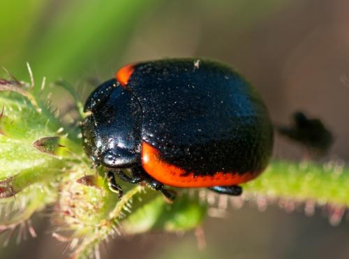 Réf. 62 533 : Chrysolina sanguinolenta