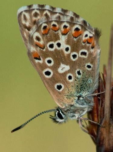 Polyommatus hispana