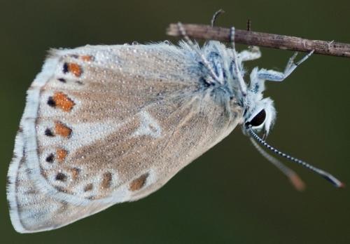 Réf. 62 608 : Polyommatus hispana