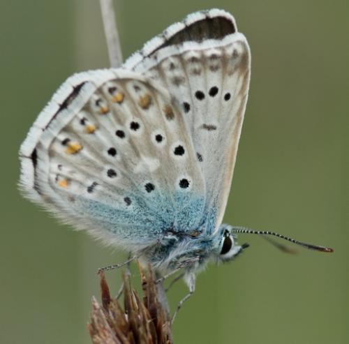 Polyommatus hispana