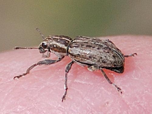 Réf. 62 892 : Sitona puncticollis