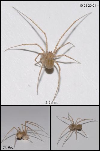 Réf. 62 739 : Spermophora senoculata