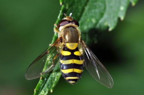 Syrphus ribesii
