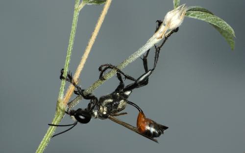 Réf. 62 265 : Prionyx lividocinctus