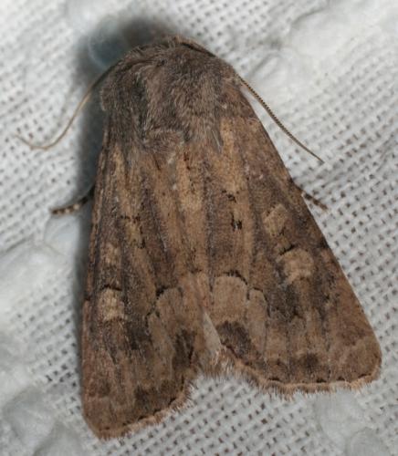 Réf. 62 338 : Luperina testacea
