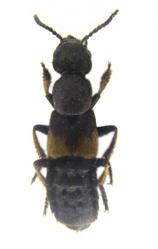 Dinothenarus fossor