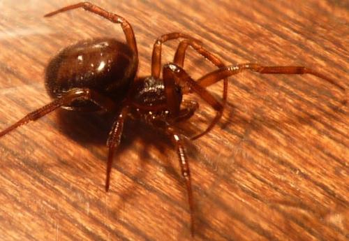 Steatoda bipunctata