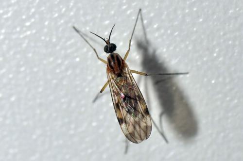 Sylvicola sp.