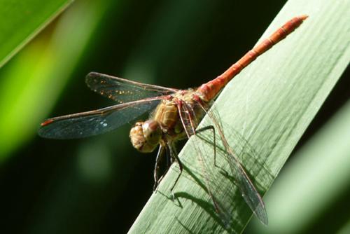 Réf. 62 500 : Sympetrum striolatum
