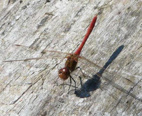Sympetrum meridionale