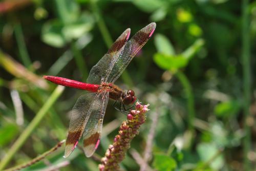 Réf. 62 740 : Sympetrum pedemontanum