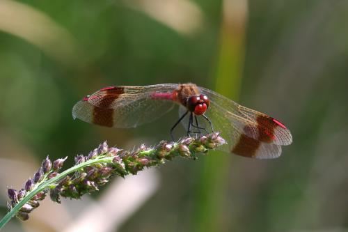 Réf. 62 741 : Sympetrum pedemontanum