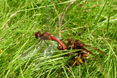Sympetrum sanguineum