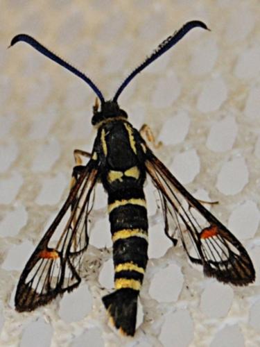 Synanthedon vespiformis