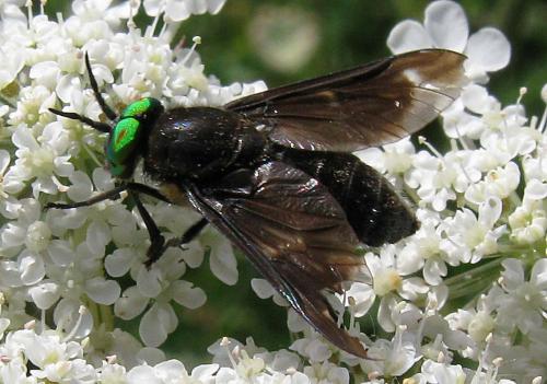 Réf. 62 172 : Chrysops caecutiens