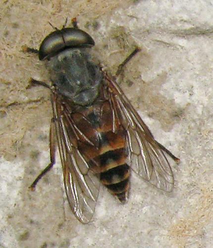 Réf. 62 274 : Tabanus sp.