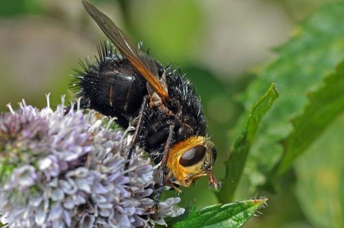 Réf. 62 508 : Tachina grossa