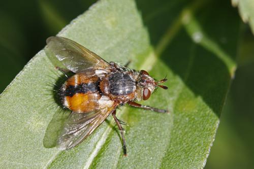 Réf. 62 068 : Tachina sp.