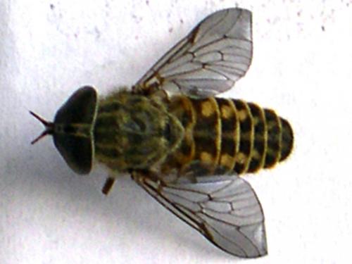 Tabanus sp.