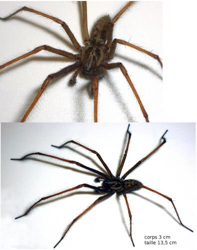 Tegenaria sp.