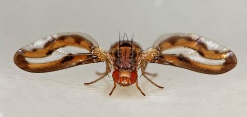 Toxoneura muliebris