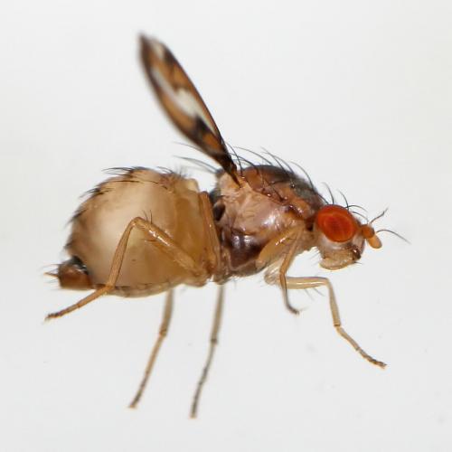 Réf. 62 118 : Toxoneura muliebris