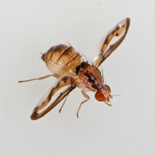 Réf. 62 120 : Toxoneura muliebris