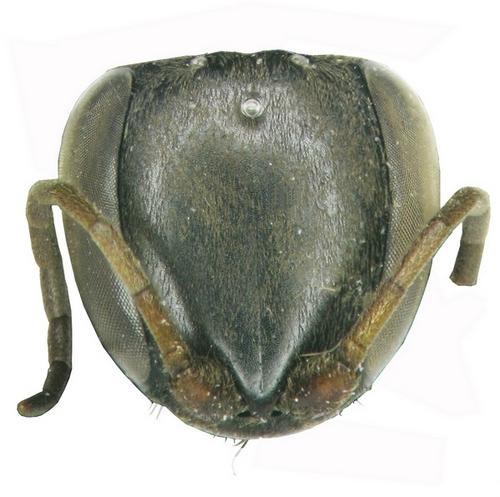 Aporus planiceps