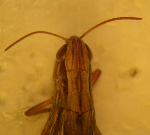 Euchorthippus sp.