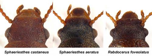 Salpinginae divers