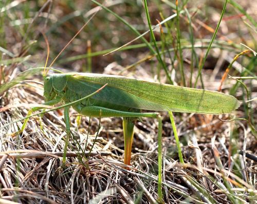 Tettigonia viridissima
