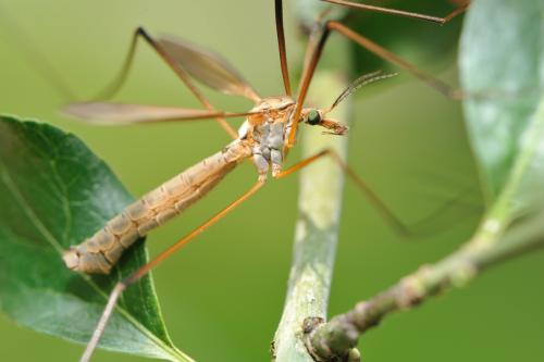 Tipula paludosa