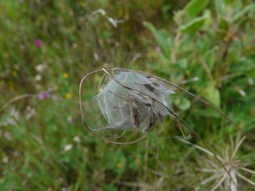 Cheiracanthium sp.
