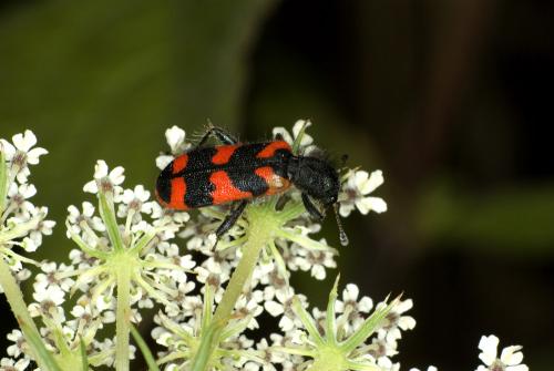 Réf. 62 269 : Trichodes alvearius