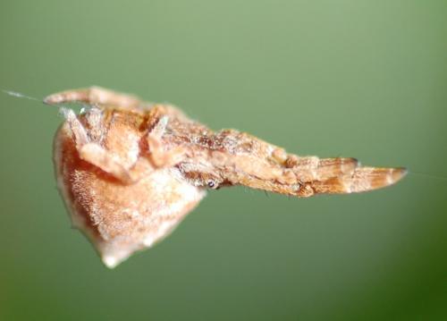 Hyptiotes sp.