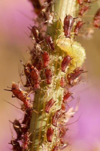 Uroleucon sonchi