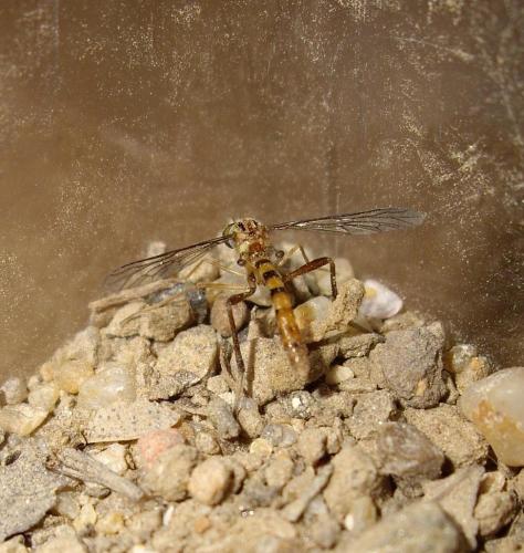 Vermileo vermileo