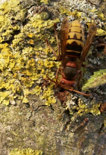 Vespa crabro
