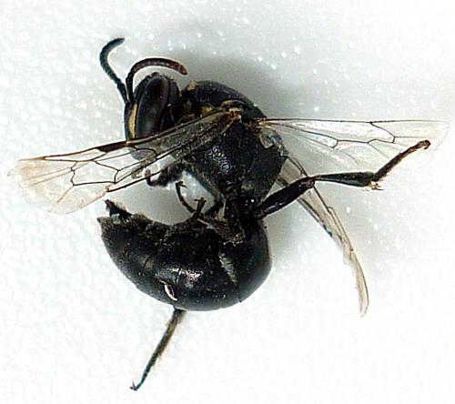 Hylaeus sp.