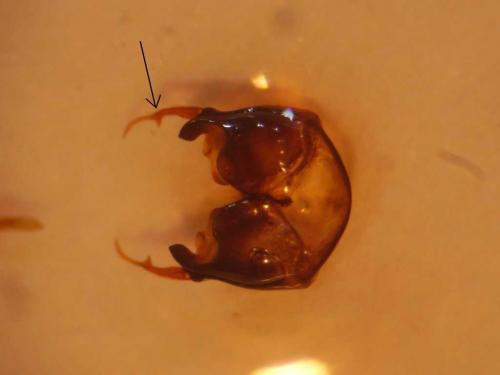 Réf. 62 407 : Tetraloniella alticincta