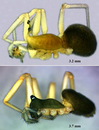 Walckenaeria acuminata